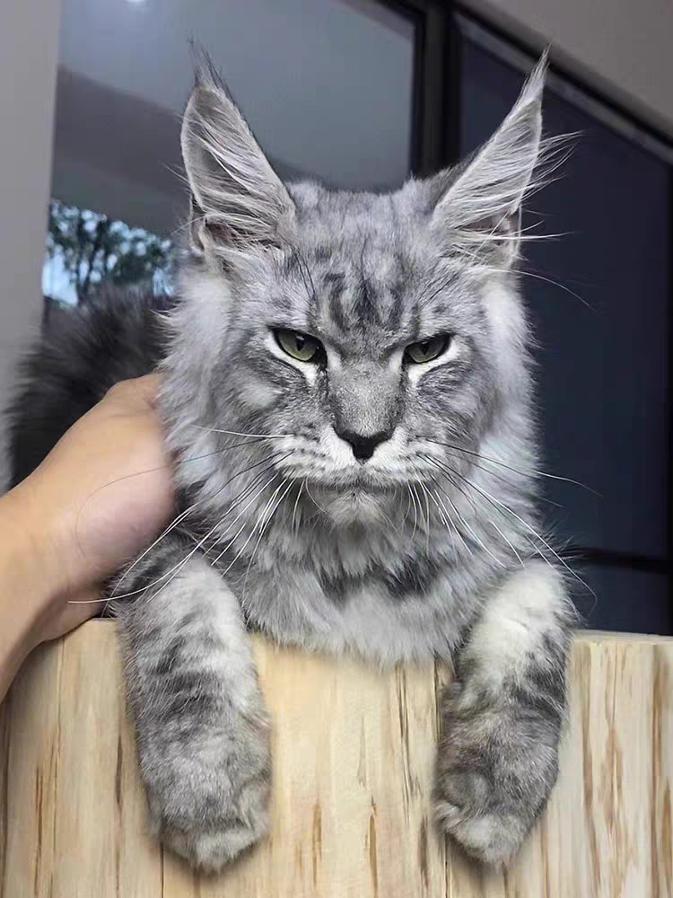 猫舍直销,批发价出售,缅因猫